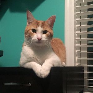 Meet your Posher, Casey